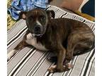 Adopt Rosie a Boxer, Pit Bull Terrier