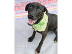 Adopt Beignet a Labrador Retriever / Mixed dog in Gautier, MS (37398804)