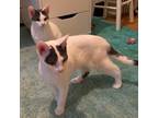 Adopt Twinkle and Little Star a Domestic Short Hair