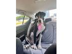 Adopt Lady a Great Dane