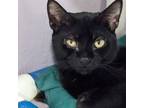 Adopt Adina a Domestic Short Hair