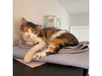 Adopt S'mores - in foster home a Domestic Short Hair