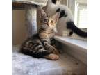 Adopt Ember - in foster home a Domestic Short Hair