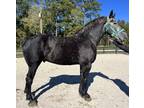 Registered Percheron gelding