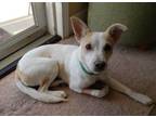 Adopt Layla ~ PENDING a Jack Russell Terrier