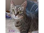 Adopt Ellie a Tiger