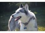 Adopt Hollywood Rose a Siberian Husky