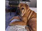 Adopt Daisy a Shar-Pei