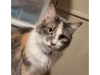 Adopt Pennie a Dilute Calico, Domestic Medium Hair