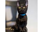 Adopt Endora (blue collar) a Domestic Short Hair