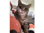 Adopt Star a Domestic Short Hair