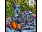 Adopt Agent Keen a Schnauzer