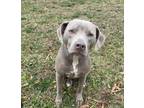 Adopt Willow - ADOPTED!! a Weimaraner, American Staffordshire Terrier