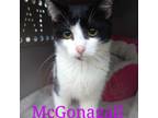 Adopt McGonagall a Domestic Short Hair