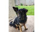 Adopt Daisy a German Shepherd Dog