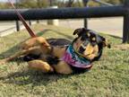 Adopt Ava a Rottweiler, Shepherd