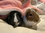 Adopt Skunk & Jax a Guinea Pig