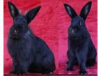 Adopt Aladdin and Jafar (bonded pair) a Bunny Rabbit