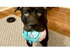Adopt Tater a Boxer, Pit Bull Terrier