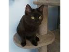 Adopt Midnight a Domestic Medium Hair