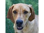 Adopt Poncho a Vizsla, Redbone Coonhound