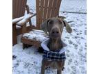 Adopt Ripley a Doberman Pinscher, Weimaraner