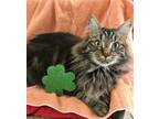 Adopt Vasily a Domestic Long Hair, Tabby