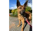 Adopt Ronnie a German Shepherd Dog