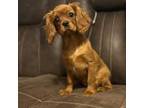 Cavalier King Charles Spaniel Puppy for sale in Dunn, NC, USA