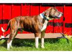 Adopt Milo a Plott Hound, Terrier