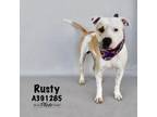 Adopt RUSTY a Pit Bull Terrier, Mixed Breed