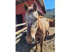 Adopt Bunny a Appaloosa