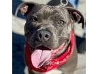 Adopt Goofy - Adopt Me! (CP) a American Staffordshire Terrier