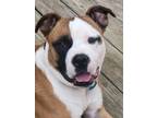 Adopt Stryker a Boxer