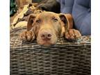 Adopt Sleepy a Doberman Pinscher, Siberian Husky