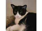 Adopt Tangy a Tuxedo, Domestic Short Hair