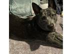 Adopt Scout a Australian Cattle Dog / Blue Heeler