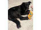 Adopt Jerry a Border Collie, Mixed Breed