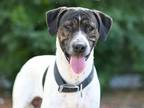 Adopt HAWKEYE a Boxer, Labrador Retriever