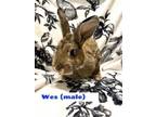 Adopt Wes a Bunny Rabbit