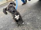 Adopt Levi a Mixed Breed