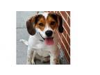 Adopt Rory a Beagle, Mixed Breed