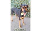 Adopt General a Doberman Pinscher, German Shepherd Dog