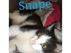 Adopt Snape a Domestic Short Hair