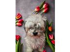 Adopt Toby a Shih Tzu