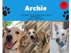 Adopt Archie a Husky, Lancashire Heeler