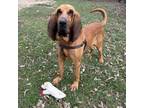 Adopt Harlan Biggs a Bloodhound