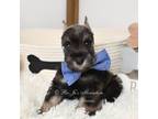 Schnauzer (Miniature) Puppy for sale in Antlers, OK, USA