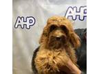 Cavapoo Puppy for sale in Carthage, TN, USA