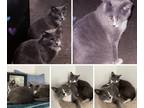 Adopt King & Queen a Gray or Blue (Mostly) Domestic Shorthair / Mixed (medium